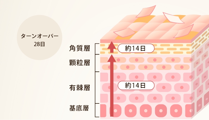 ターンオーバーとは