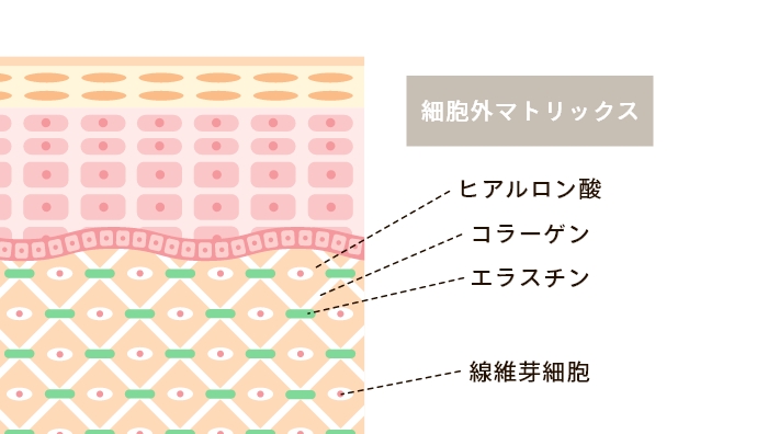 細胞外マトリックスの再生